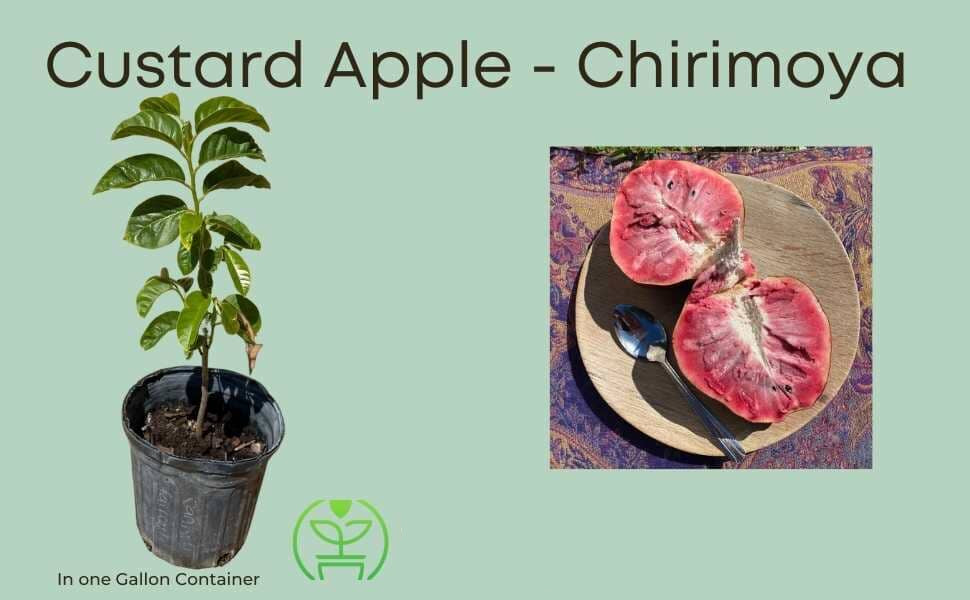Red Custard Apple, Chirimoya Live Tree