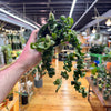 Live Hoya Rope Plant, Indoor/ Outdoor Houseplants