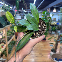 Hoya Crassipetiolata, Indoor / Outdoor Houseplants