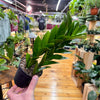 Zamioculas Zamiifolia 'ZZ', Indoor / Outdoor Houseplants
