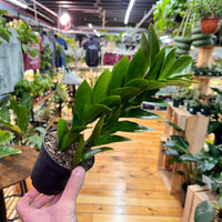 Zamioculas Zamiifolia 'ZZ', Indoor / Outdoor Houseplants