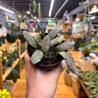 Hoya Sigillatis, Indoor / Outdoor Houseplants