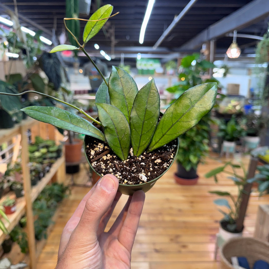Hoya Crassipetiolata, Indoor / Outdoor Houseplants