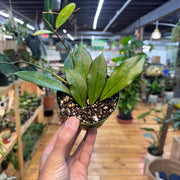 Hoya Crassipetiolata, Indoor / Outdoor Houseplants