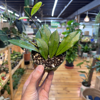 Hoya Crassipetiolata, Indoor / Outdoor Houseplants