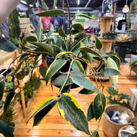 Hoya Macrophylla, Indoor / Outdoor Houseplants