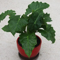 Alocasia Low Rider  Tropical Live Houseplant in 4" Container