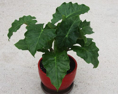 Alocasia Low Rider  Tropical Live Houseplant in 4