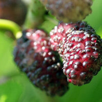 Morus Mulberry Dwarf Everbearing Small Tree Or Shrub, Live Fruit Plant
