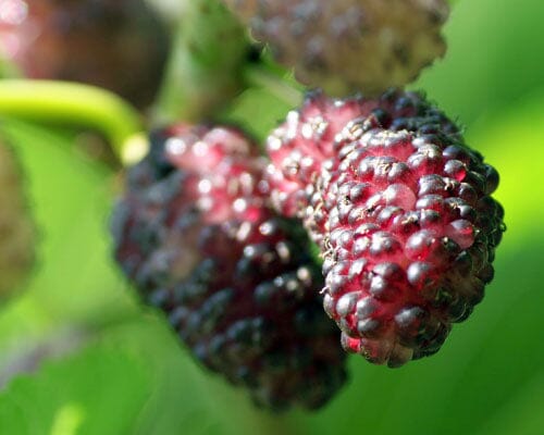 Morus Mulberry Dwarf Everbearing Small Tree Or Shrub, Live Fruit Plant