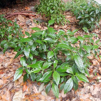 Psychotria nervosa ‘Little Psycho’ Dwarf Wild Coffee – Compact Native Shrub for Shade Gardens