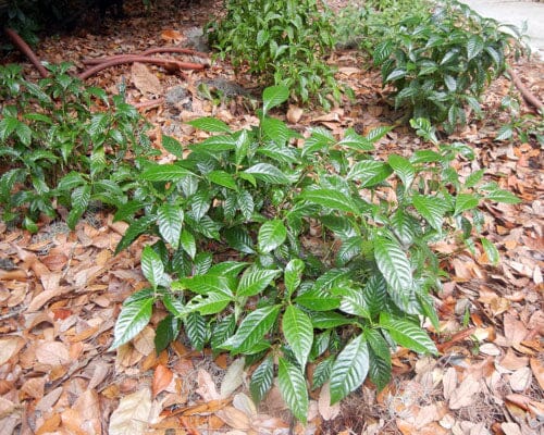 Psychotria nervosa ‘Little Psycho’ Dwarf Wild Coffee – Compact Native Shrub for Shade Gardens