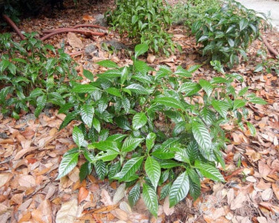 Psychotria nervosa ‘Little Psycho’ Dwarf Wild Coffee – Compact Native Shrub for Shade Gardens