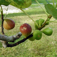 Brown Turkey Fig Tree, Dwarf live Plant