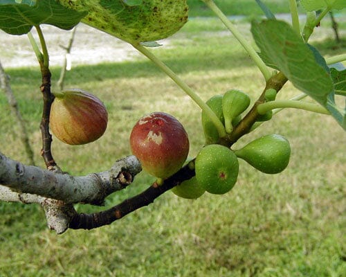 Brown Turkey Fig Tree, Dwarf live Plant