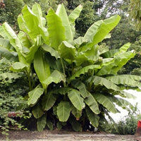 Basjoo Banana Live Plant – Cold Hardy Tropical Beauty