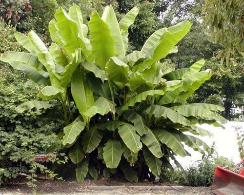 Basjoo Banana Live Plant – Cold Hardy Tropical Beauty