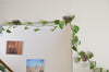 Monstrella - Wall Mounted Trellis Plant Support