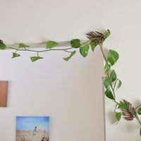 Monstrella - Wall Mounted Trellis Plant Support