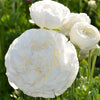 Ranunculus 10 Corms - Tecolote White By Easy To Grow Bulbs