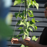 Hemp garden twine - medium roll