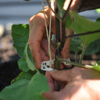 Compostable Garden And Trellis Clips - 100 Clip Bag
