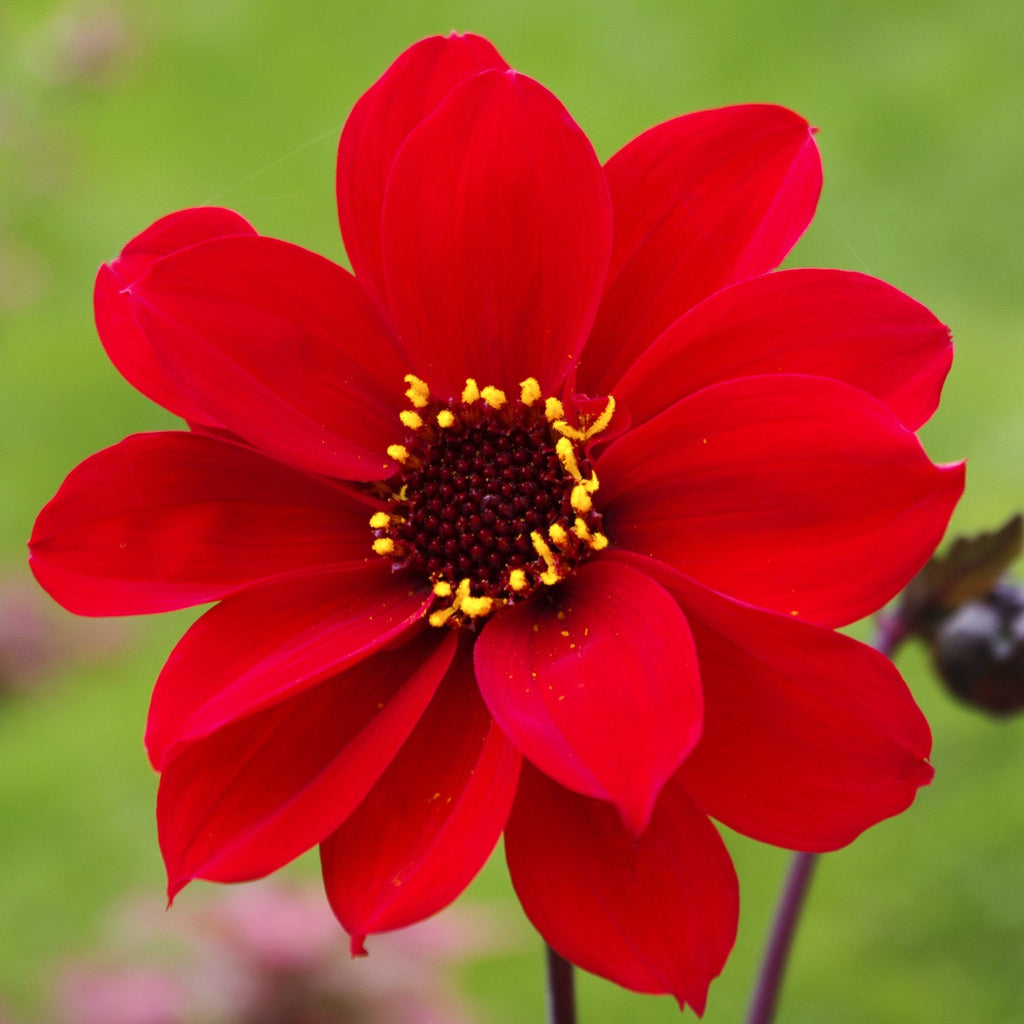 Dahlia Bulbs - Bishop of Llandaff By Easy To Grow Bulbs