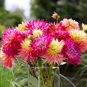 Dahlia 12 Clumps Of Tubers - Cactus Mix By Easy To Grow Bulbs