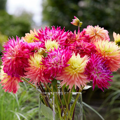 Dahlia 12 Clumps Of Tubers - Cactus Mix By Easy To Grow Bulbs