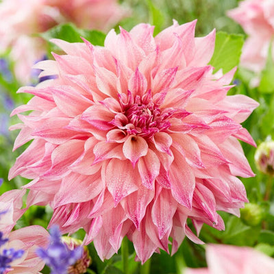 Dahlia - Cafe au Lait Royal By Easy To Grow Bulbs