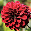 Dahlia Bulbs - Arabian Night By Easy To Grow Bulbs