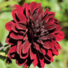 Dahlia Bulbs - Arabian Night By Easy To Grow Bulbs