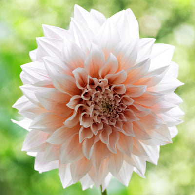 Dahlia Bulbs - Cafe au Lait By Easy To Grow Bulbs