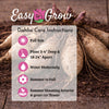 Dahlia 3 Clumps Of Tubers - Seattle By Easy To Grow Bulbs