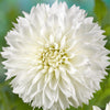 Dahlia 3 Clumps Of Tubers - Fubuki Myama By Easy To Grow Bulbs