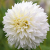 Dahlia 3 Clumps Of Tubers - Fubuki Myama By Easy To Grow Bulbs