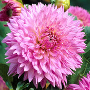 Dahlia Bulbs - Fubuki Sakura By Easy To Grow Bulbs