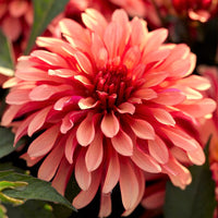 Dahlia Bulbs - Gallery Art Deco By Easy To Grow Bulbs