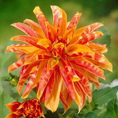 Dahlia Bulbs - Giraffe By Easy To Grow Bulbs