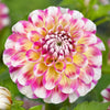 Dahlia 3 Tuber Clumps - Hawaii By Easy To Grow Bulbs