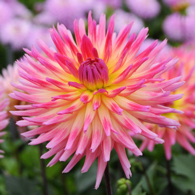 Dahlia Bulbs - Karma Sangria By Easy To Grow Bulbs