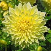 Dahlia 3 Clumps Of Tubers - Kelvin Floodlight By Easy To Grow Bulbs