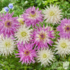 Dahlia 6 Tubers - Living in Harmony Mix By Easy To Grow Bulbs
