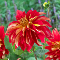 Dahlia 3 Clumps Of Tubers - Nick Sr. By Easy To Grow Bulbs