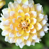 Dahlia 3 Clumps Of Tubers - Seattle By Easy To Grow Bulbs