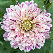 Dahlia Tubers - Smokey By Easy To Grow Bulbs