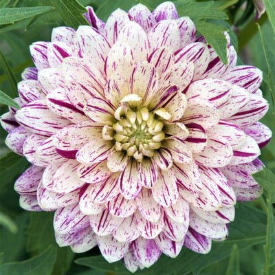 Dahlia Tubers - Smokey By Easy To Grow Bulbs