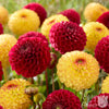 Dahlia 6 Tubers - Sunset Blaze Mix By Easy To Grow Bulbs