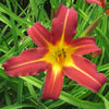 Daylily 3 Roots - Autumn Red By Easy to Grow Bulbs