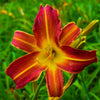 Daylily 3 Roots - Autumn Red By Easy to Grow Bulbs